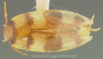 Media type: image;   Entomology 23944 Aspect: habitus dorsal view